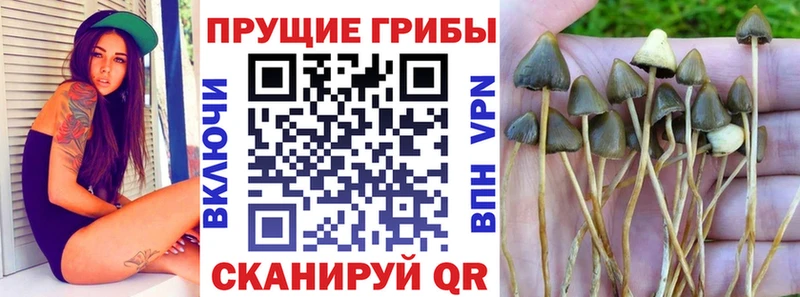 продажа наркотиков  Лобня  Галлюциногенные грибы GOLDEN TEACHER 